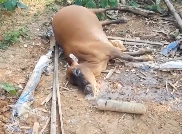 Thông tin từ đường dây nóng